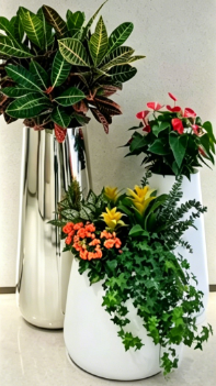 宁波花卉租赁合同模板-江北绿色植物租用-宁波绿植租摆服务商列表-杭州湾绿植租赁价格